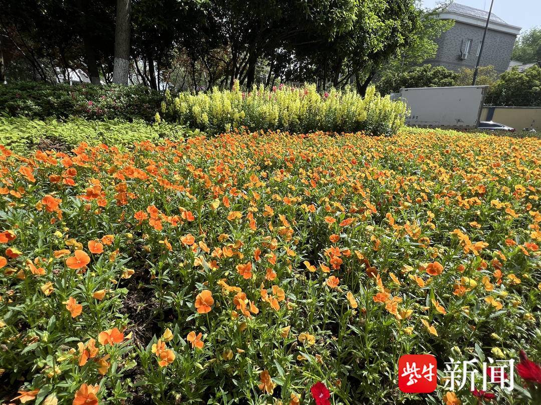 市民在户外摄影留下自己打卡南京的美景和回忆
