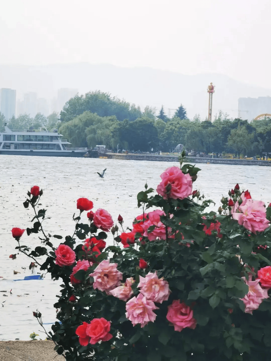 四月的浪漫现在出发刚刚好昆明大观公园与月季园均免费开放,无需门票