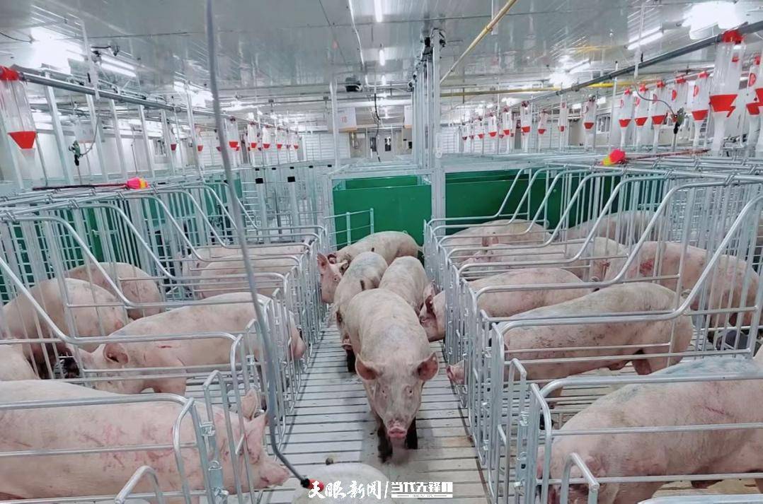 让猪在此惬意生活!荔波开启智慧养猪新模式