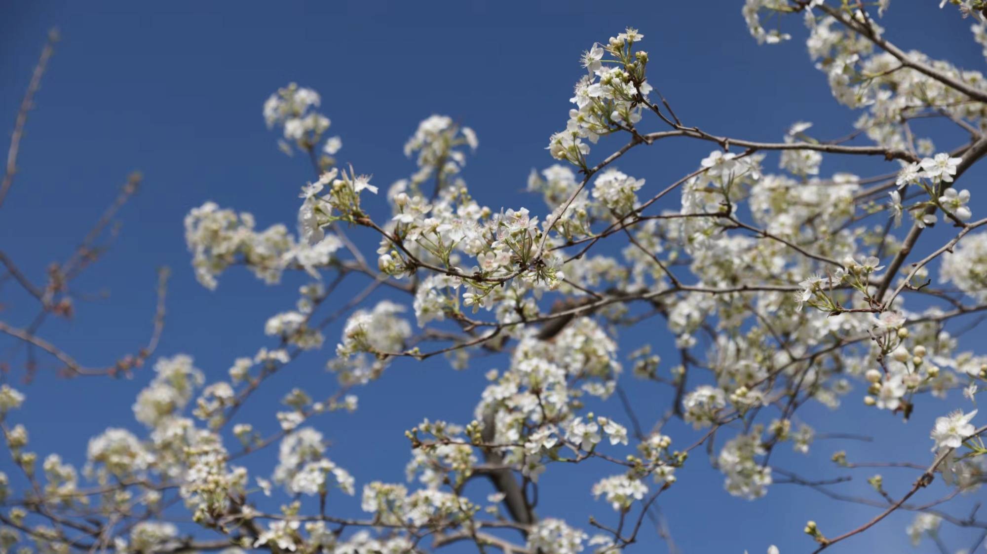 巴州轮台梨花绽放风景好旅途平安警相随