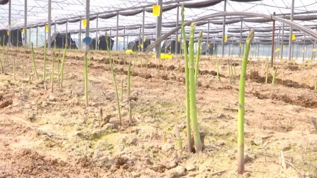 芦笋_种植_羊肚菌