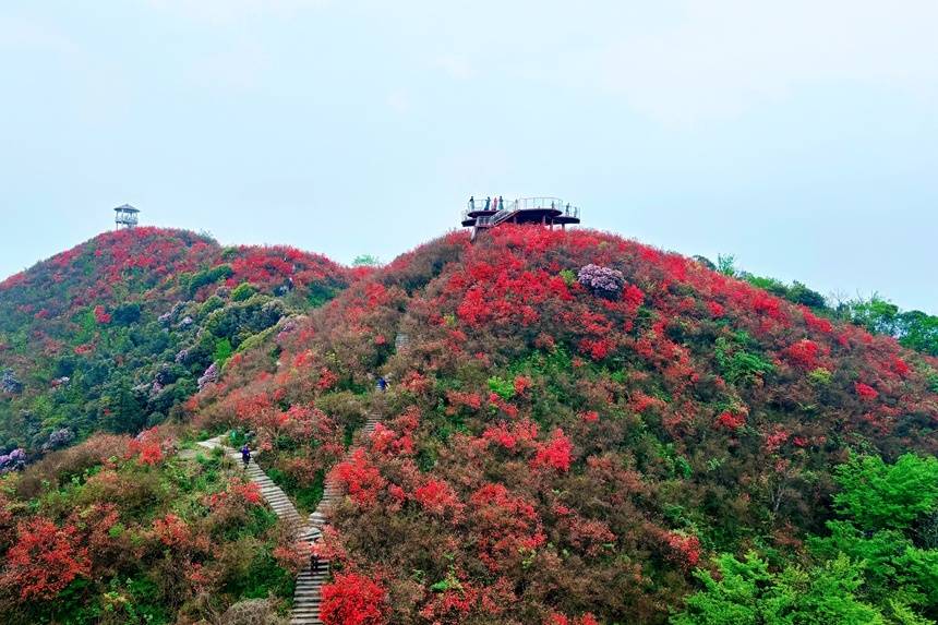 江西萍乡市湘东区杜鹃花开美如画