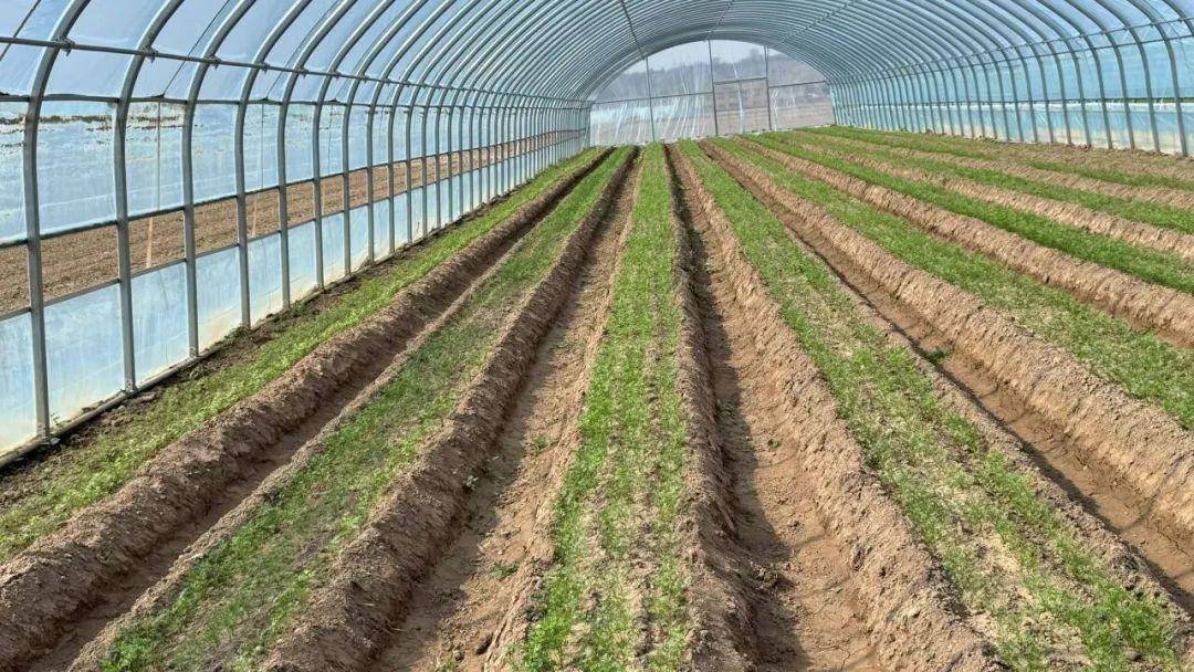 靖远乌兰小小胡萝卜蔬写致富经