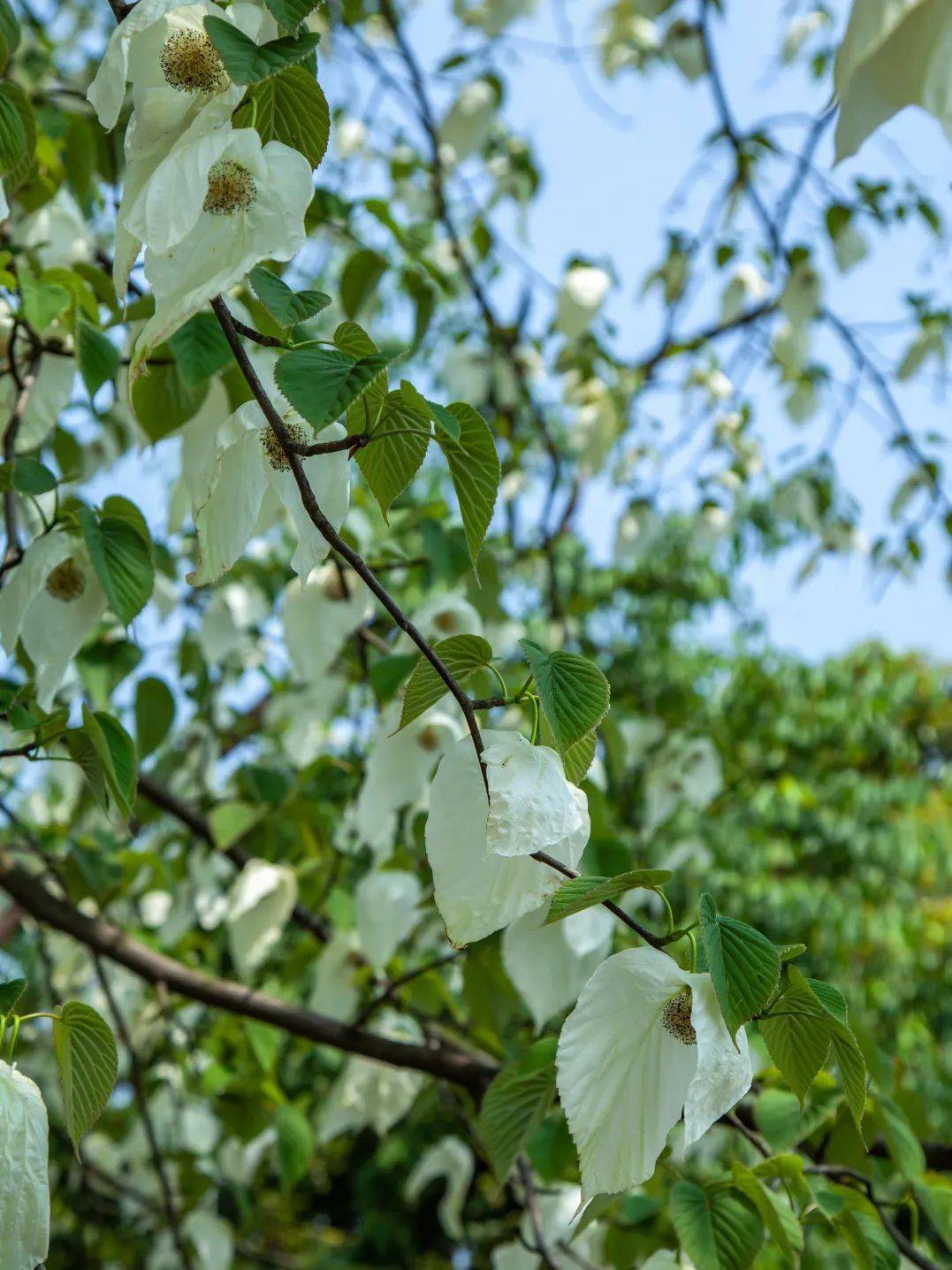 峨眉山月南花海简介图片