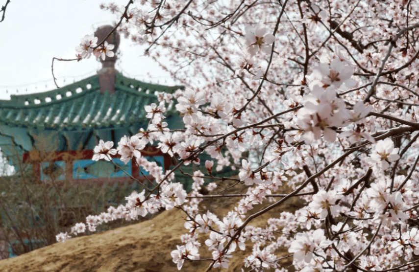 杏花开,呼和浩特也有杏花村主要赏花地点:红山口杏花村,东乌素图村,西