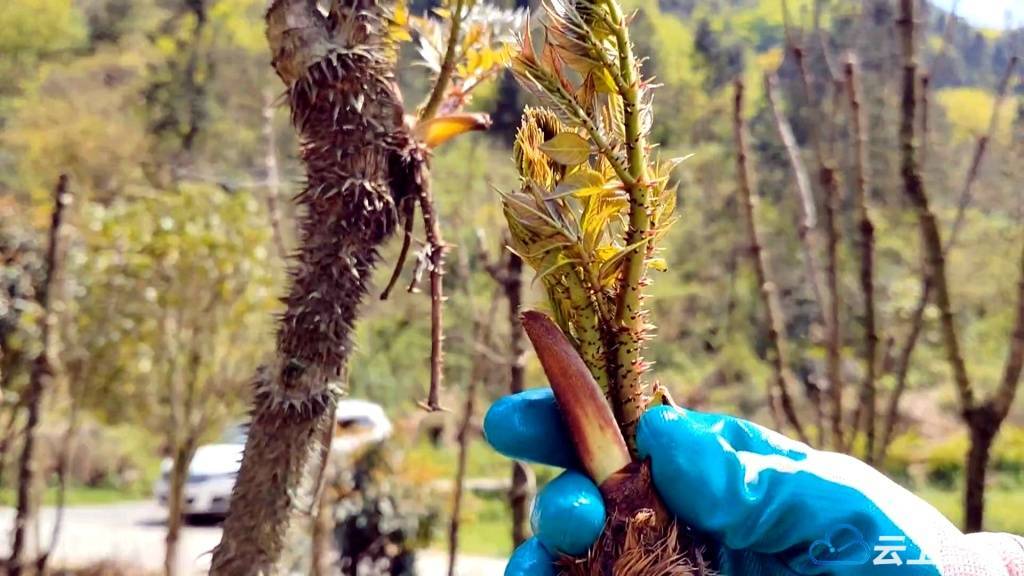 鹤峰:浑身带刺的山野奇珍——刺包头