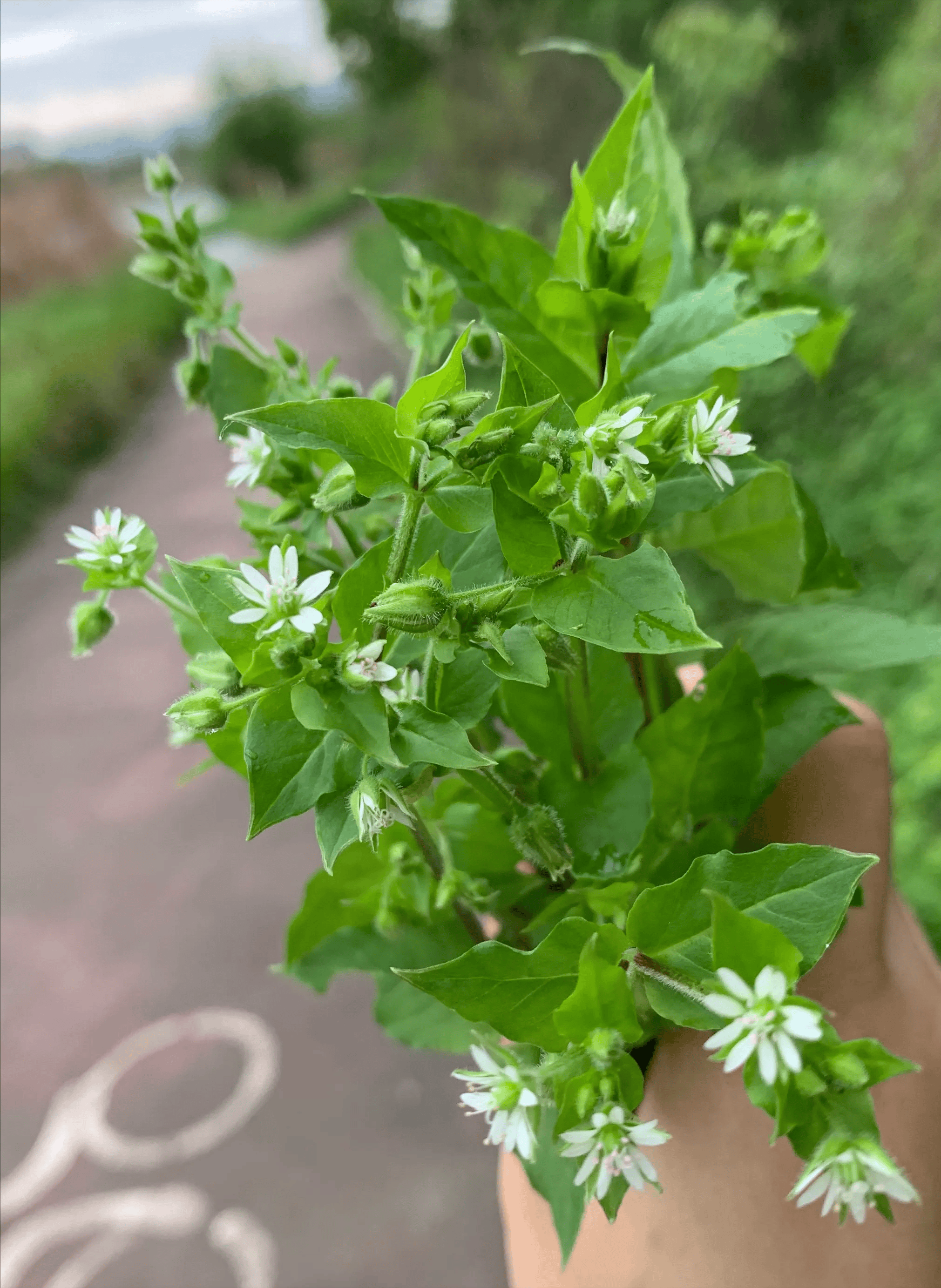 云南猪鼻子草图片图片