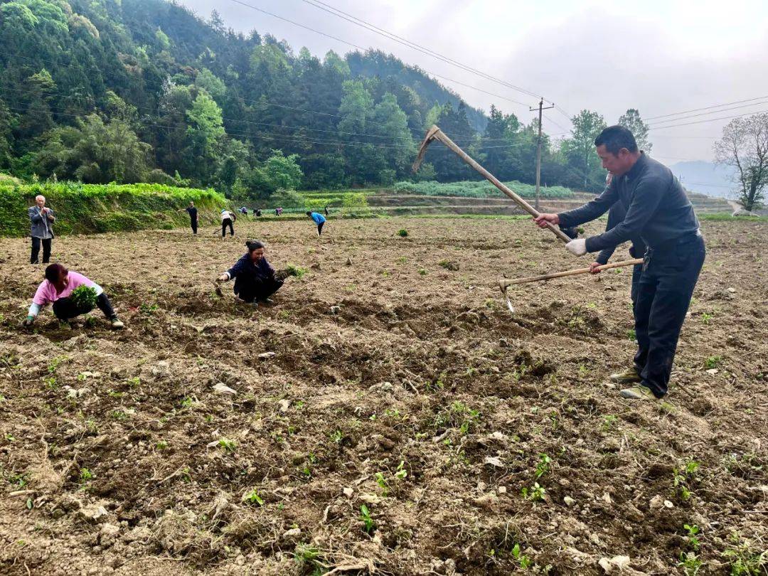 板蓝根 杨冬 摄乡村振兴产业先行,镇南镇一直致力于依靠自身资源优势