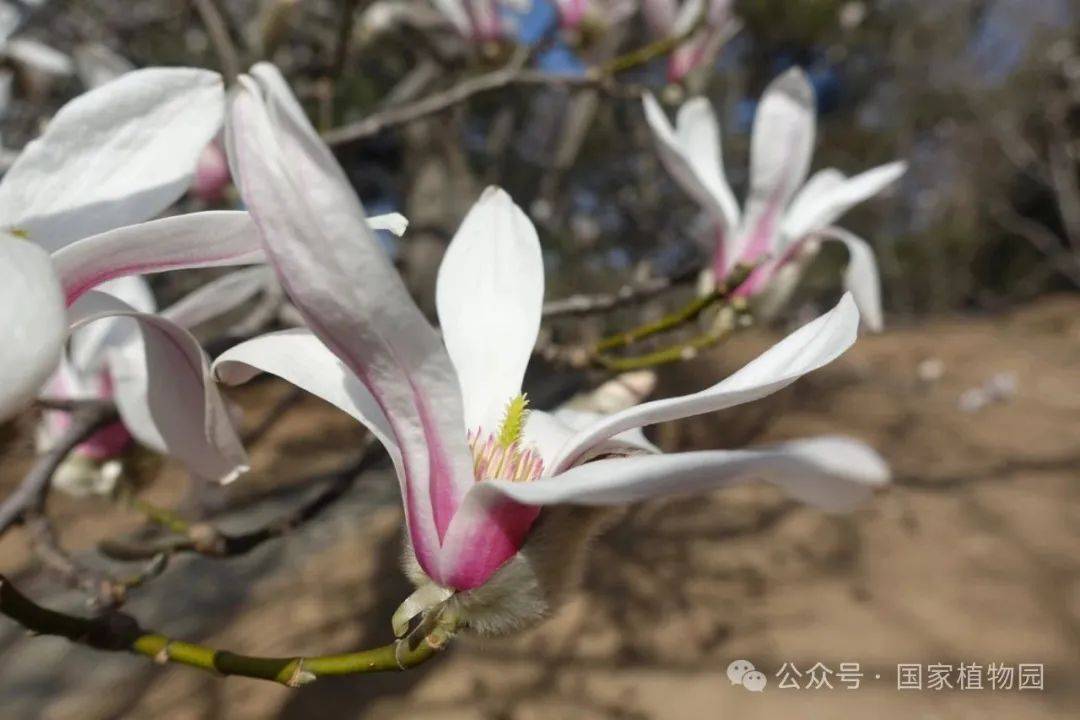 识花宝典来了快来考考你家孩子67