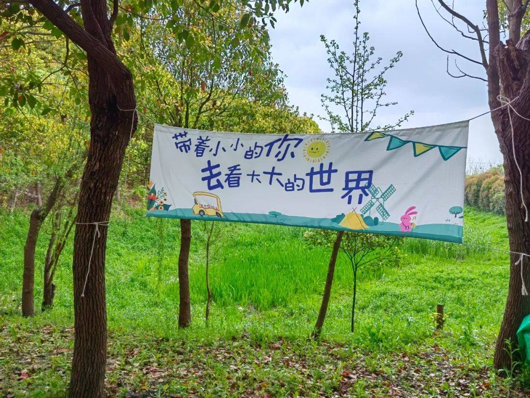 闵行大治河南的一片林子里冒出好多菌菇小编很想知道能吃吗