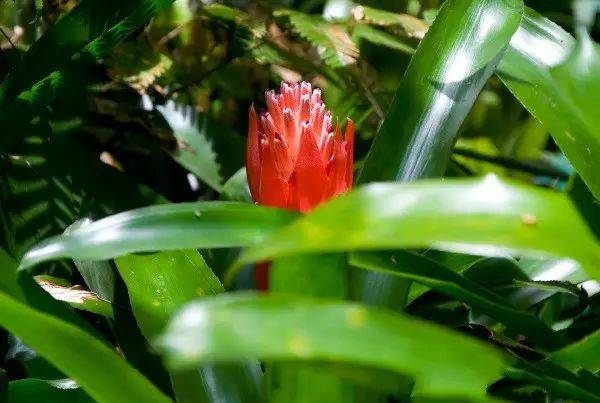 【绿化手册】分享50种常见花卉绿植的养护指南，收藏！