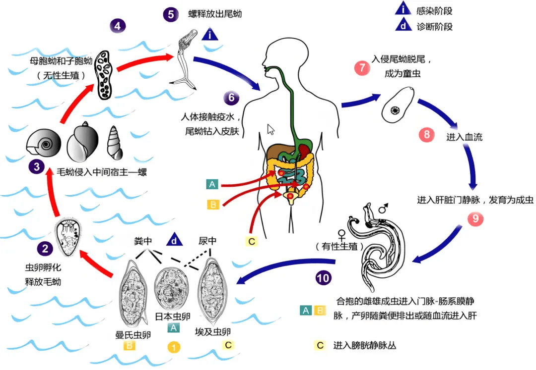 即日本血吸虫,曼氏血吸虫,埃及血吸虫,间插血吸虫,湄公血吸虫,马来