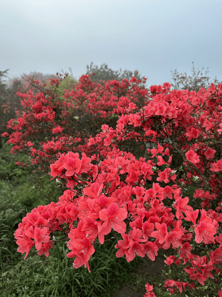 杜鹃花气味图片