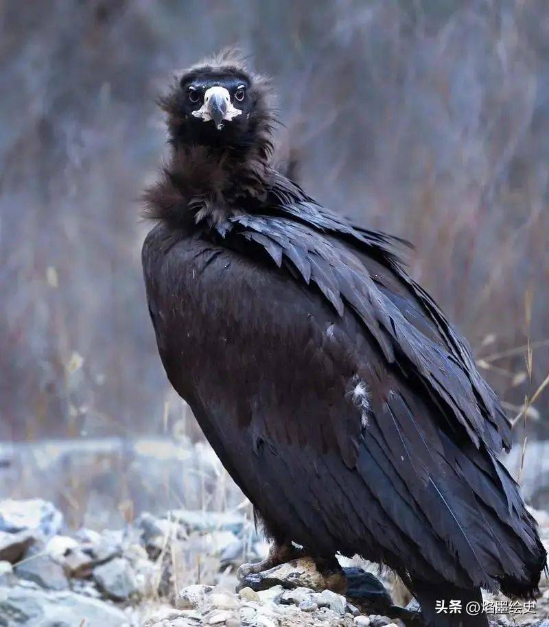 秃鹫攻击并吃掉活人它还算分解者吗