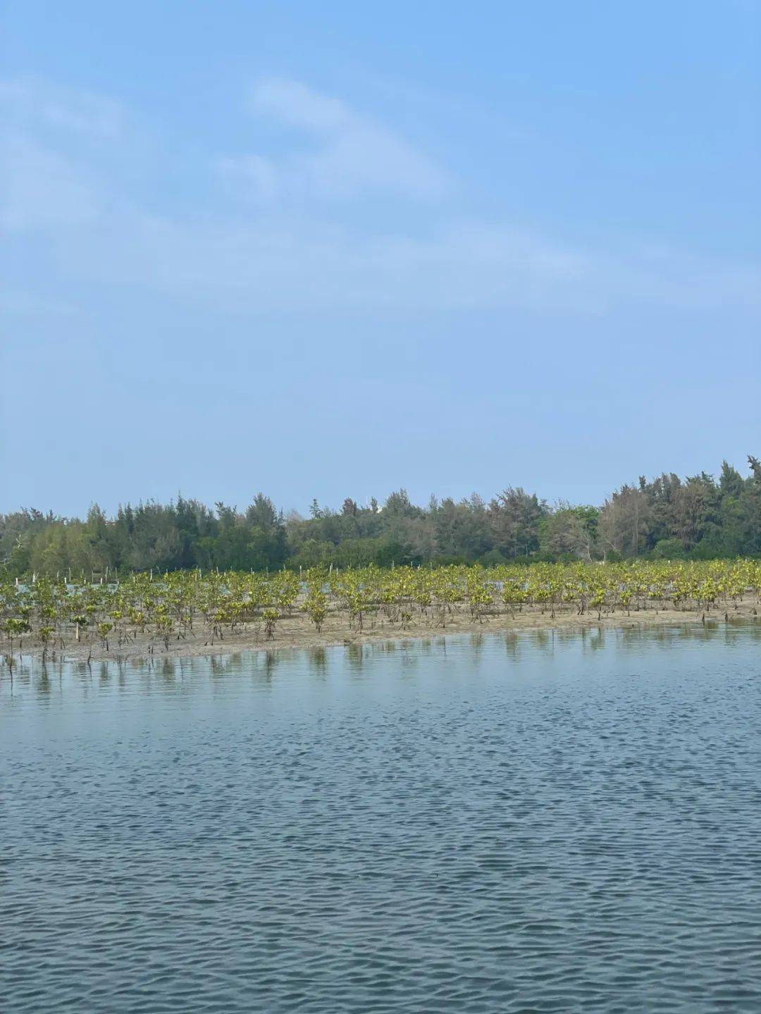 虽然晚了一个月但今年去海边的红树林种了树