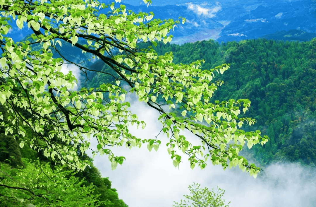 瓦屋山珙桐杜鹃季来啦!万亩高山花海,游十里醉美画廊