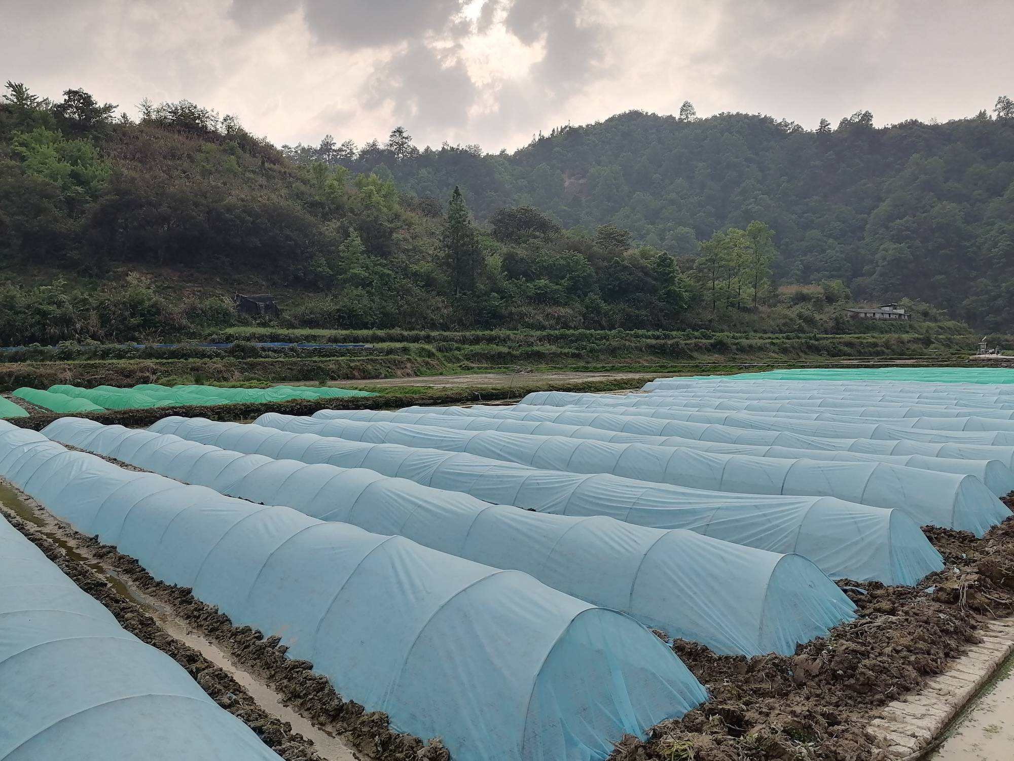 台江县排羊乡排扎村水稻育苗基地(张玉金 摄)近年来,台江县优化产业