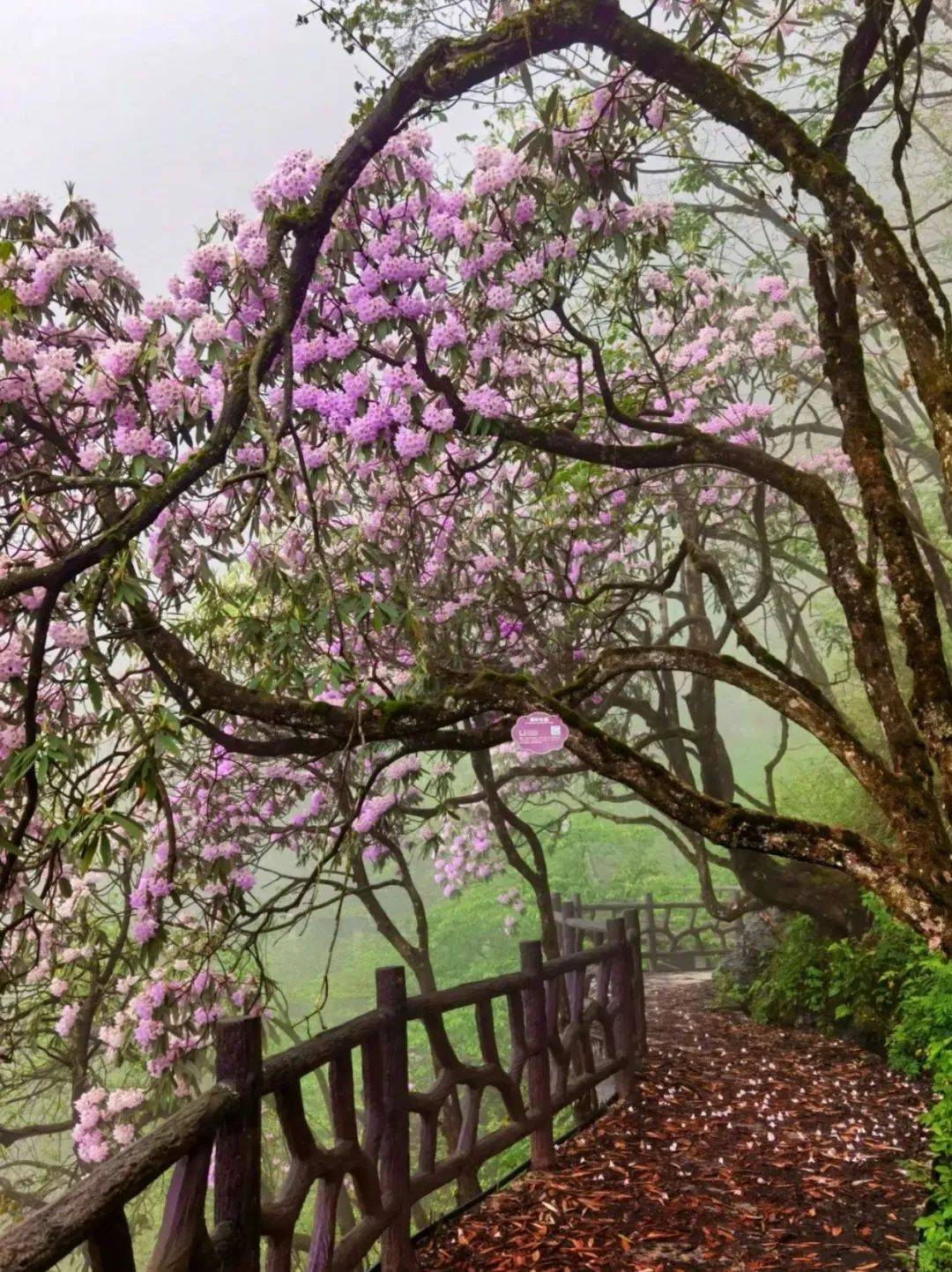 瓦屋山珙桐杜鹃季来啦!万亩高山花海,游十里醉美画廊