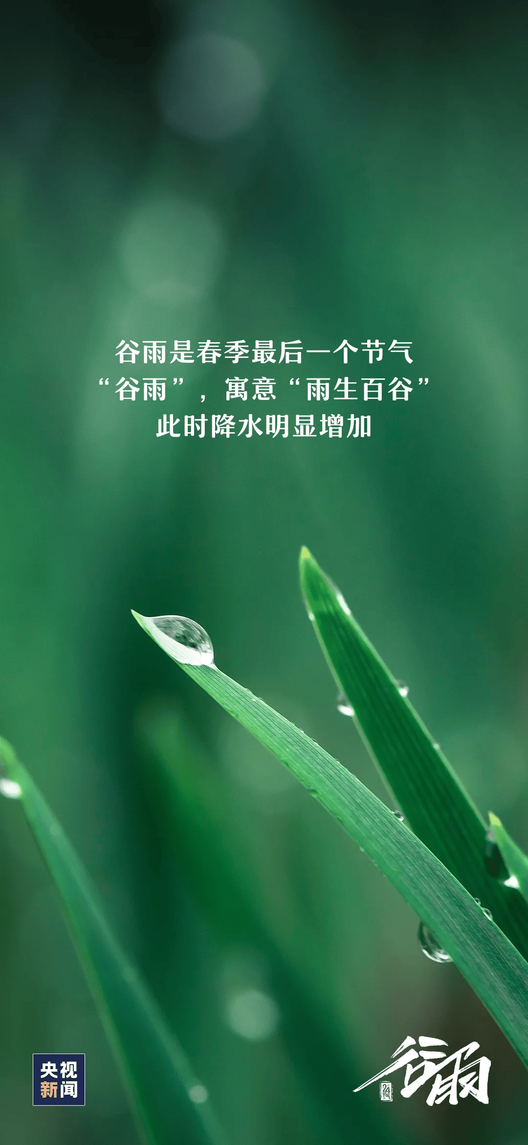 今日,谷雨_节气_新闻_来源