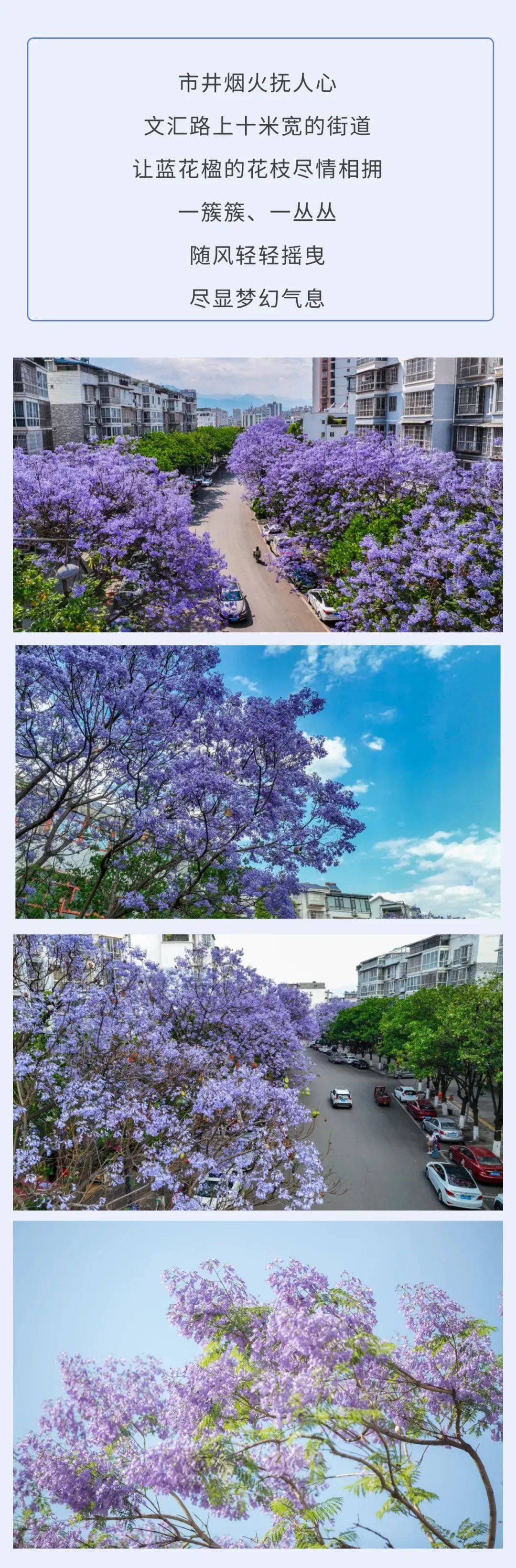 西昌的花蓝花楹图片