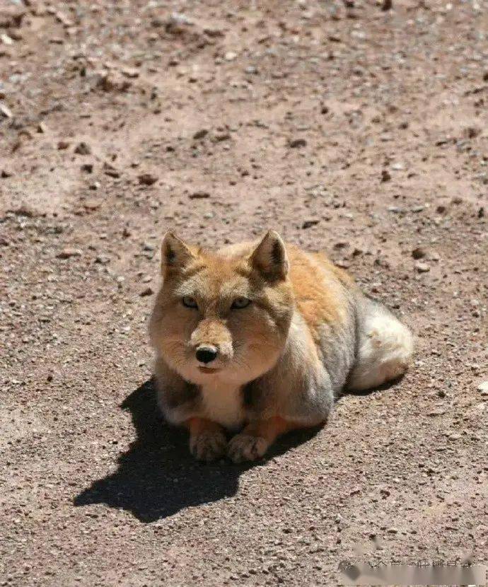 搞笑萌宠物)藏狐原来这么袖珍吗(via.