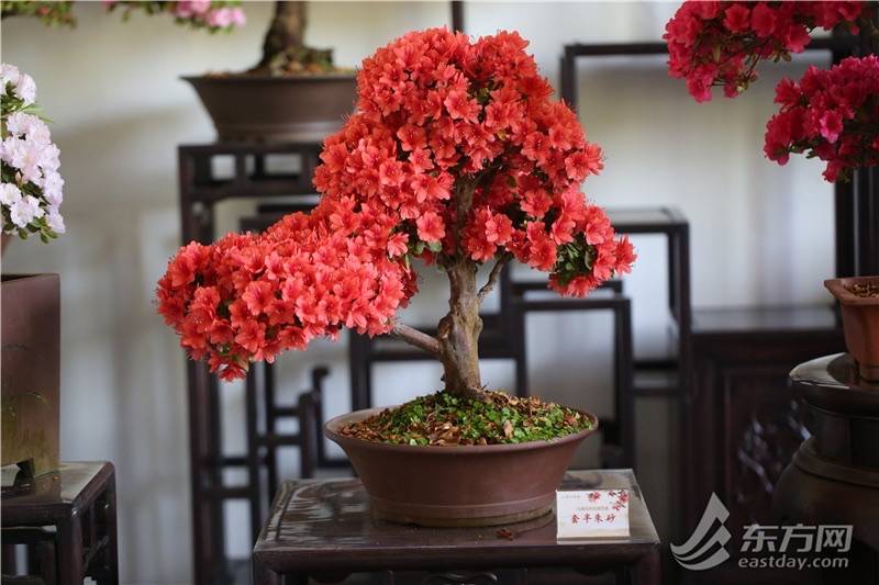古猗园杜鹃盆景展开幕杜鹃盆景展现独特魅力