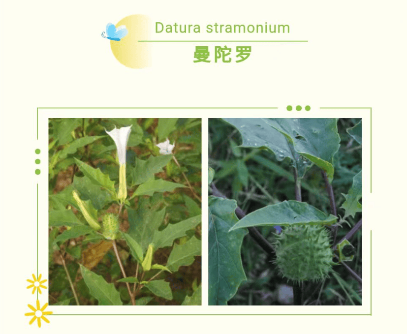 大批沁县人将离开城区!_野菜_食用_功效