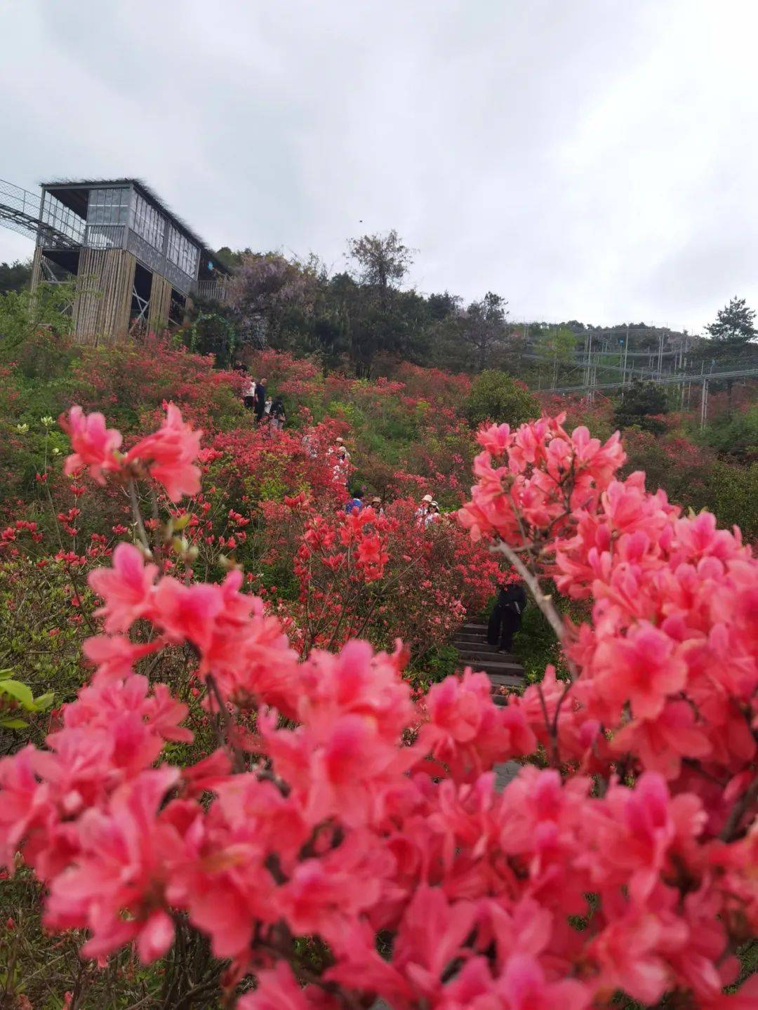 大声一点:高姥山的杜鹃花开了!