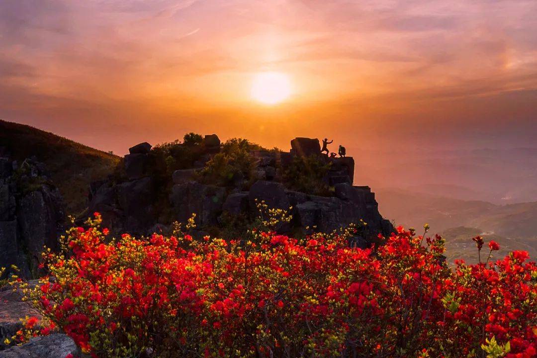 林立,山坡杜鹃点缀,星星点点,白雾,青峰,红花,绿树,构成了一幅幅绝妙