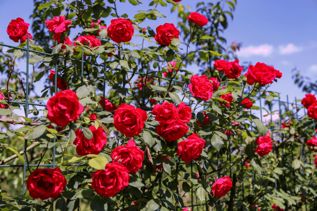 超美!蔷薇花瀑布下,快来打卡