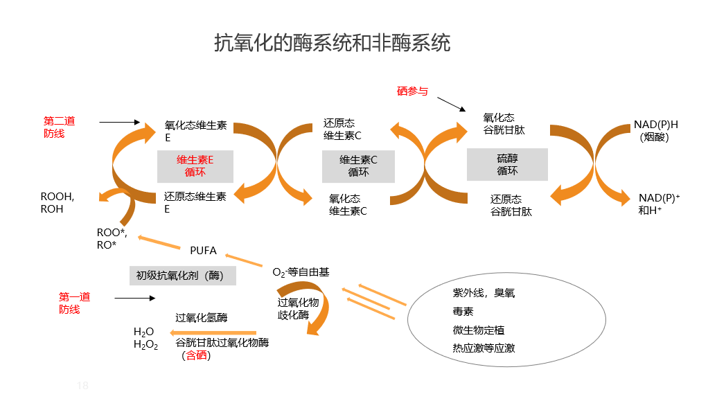 颐和论坛2024——营养创新与健康养殖大会4月17日下午听课笔记