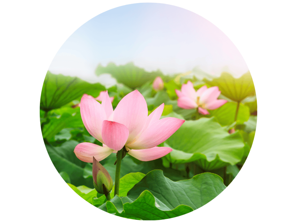 平旦華語(甲辰43):茶寿