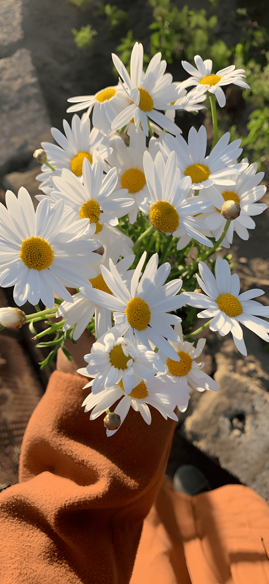 壁纸|新高清8k手机壁纸