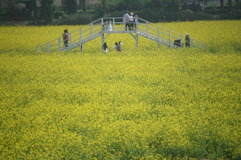 北京丰台区王佐镇二百亩油菜花海盛放