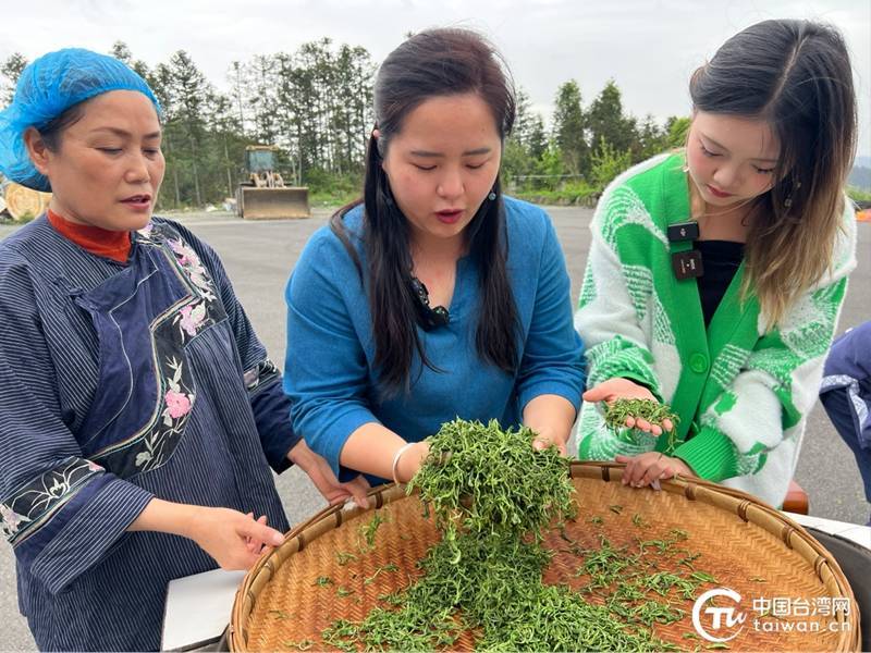 于一盏香茗之间品尝湘西茶香四溢的两岸情高德娱乐(图8)