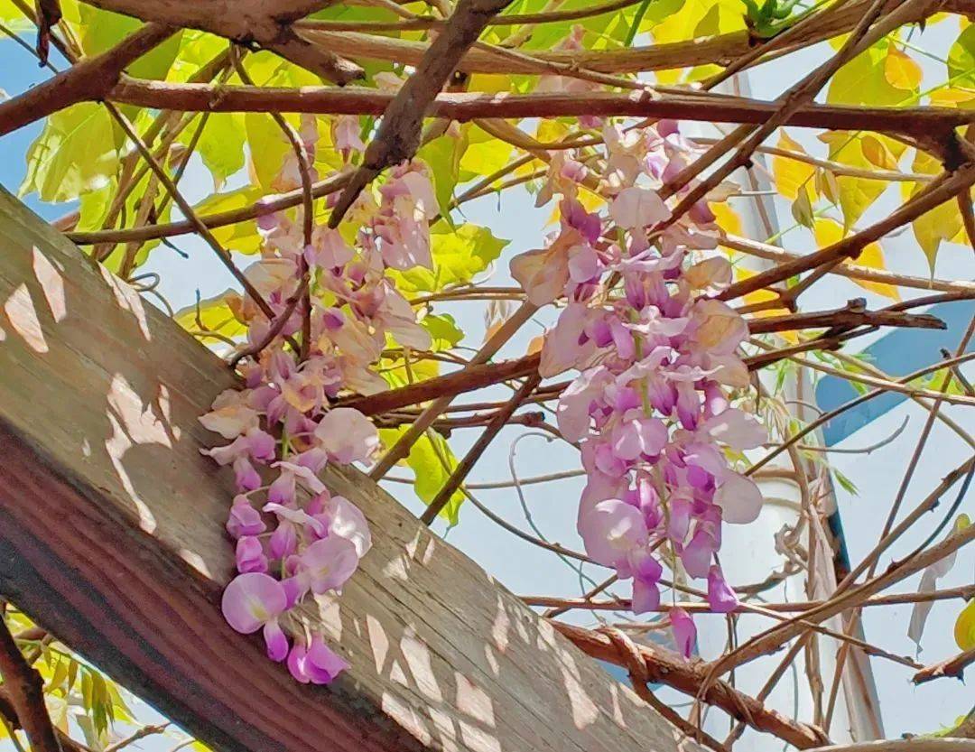 片片花瓣随风飞舞在春日里嫣然含笑花蔓一串串,一簇簇藤干遒劲,花枝
