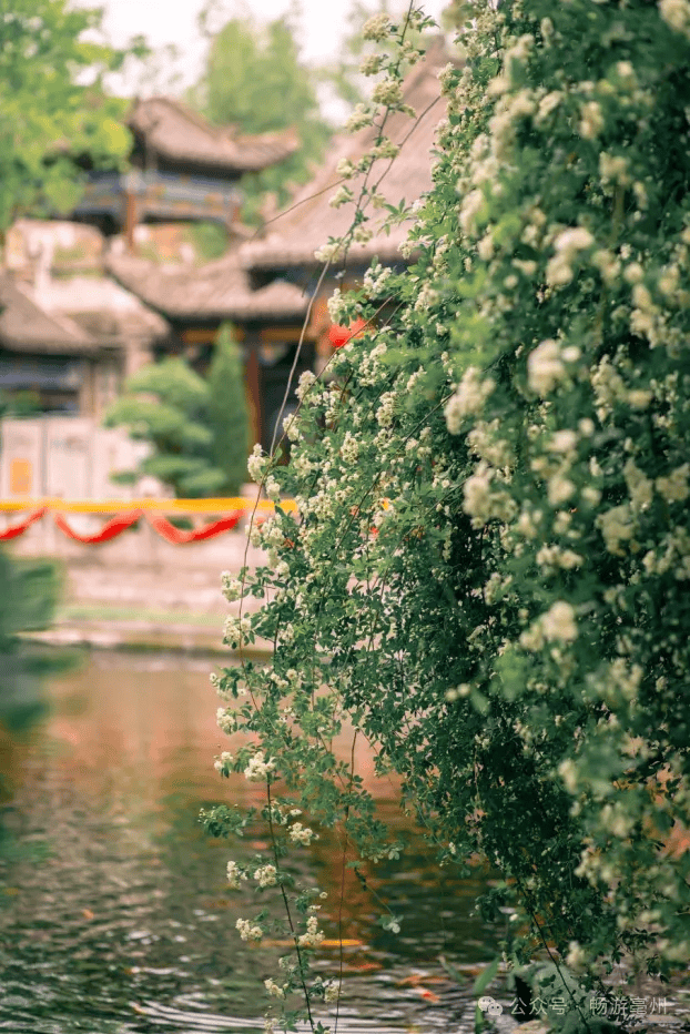 春游江淮 | 哇!华祖庵的木香花盛开,快来打卡啦