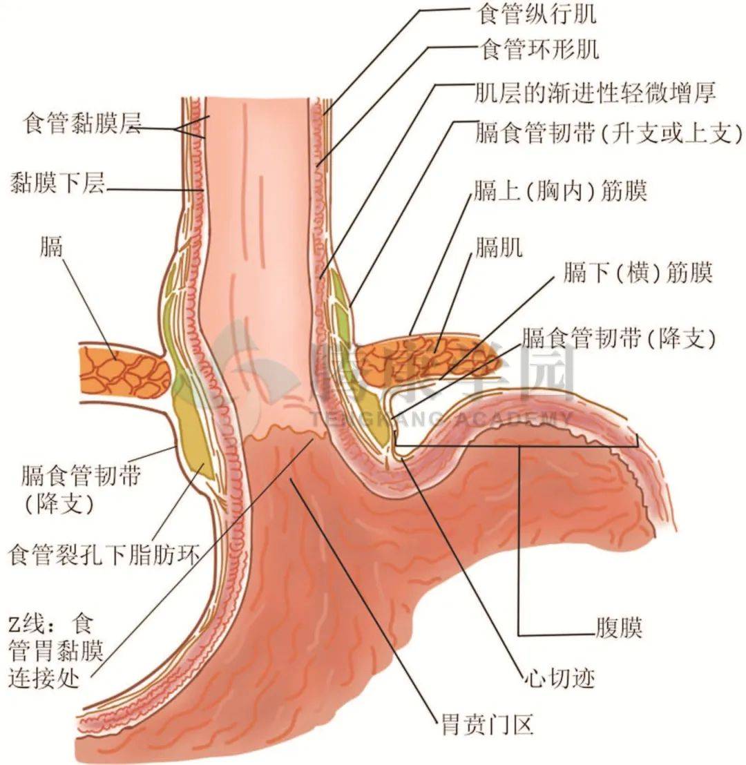 食管的三个狭窄图片