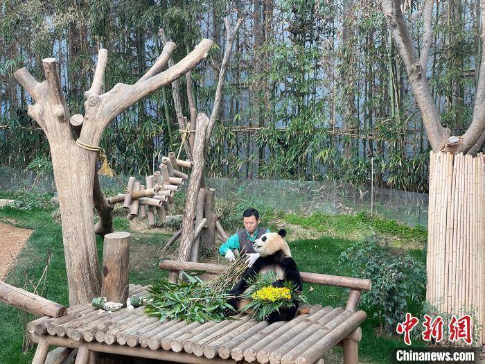 美好回忆！大熊猫“福宝”纪录片将于今秋在韩上映