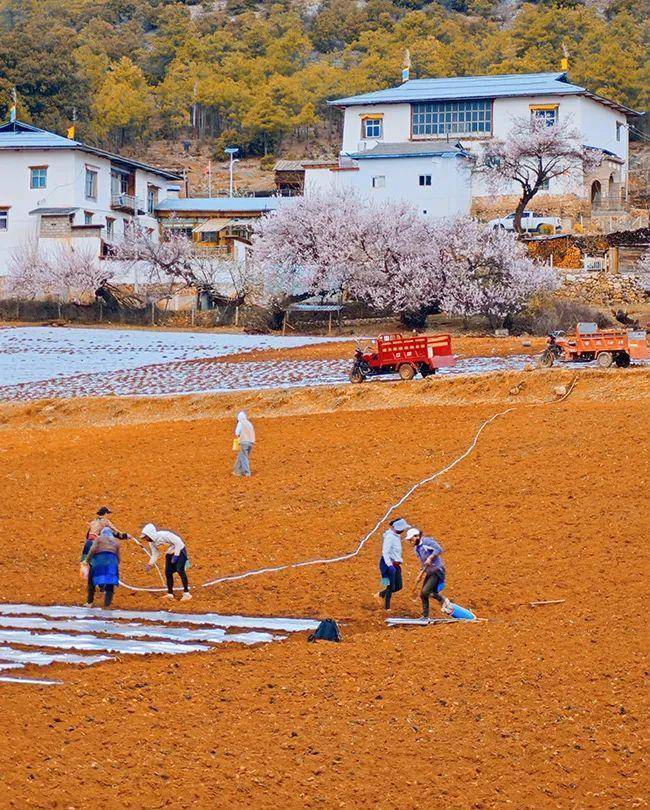尼西乡:桃花林下忙春耕