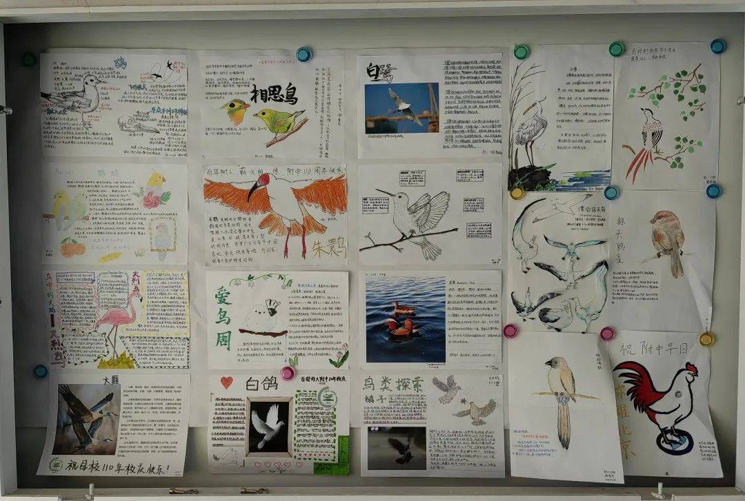 多彩校园 | 玄鸟报春·共护生态——首都师大附中首