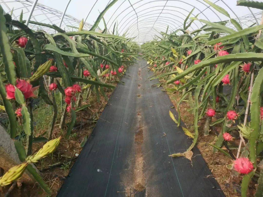 火红的火龙果_种植_土地_村民