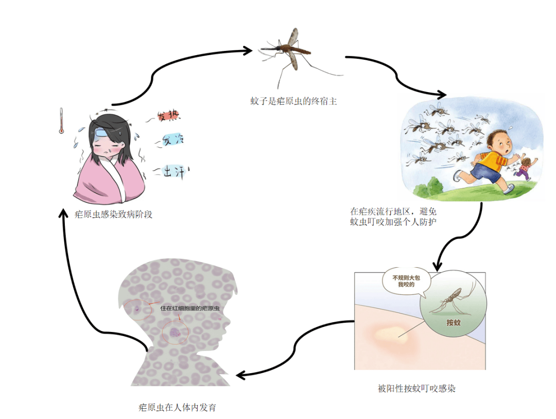 一旦延误诊治,容易发展为重症疟疾,甚至引起死亡.