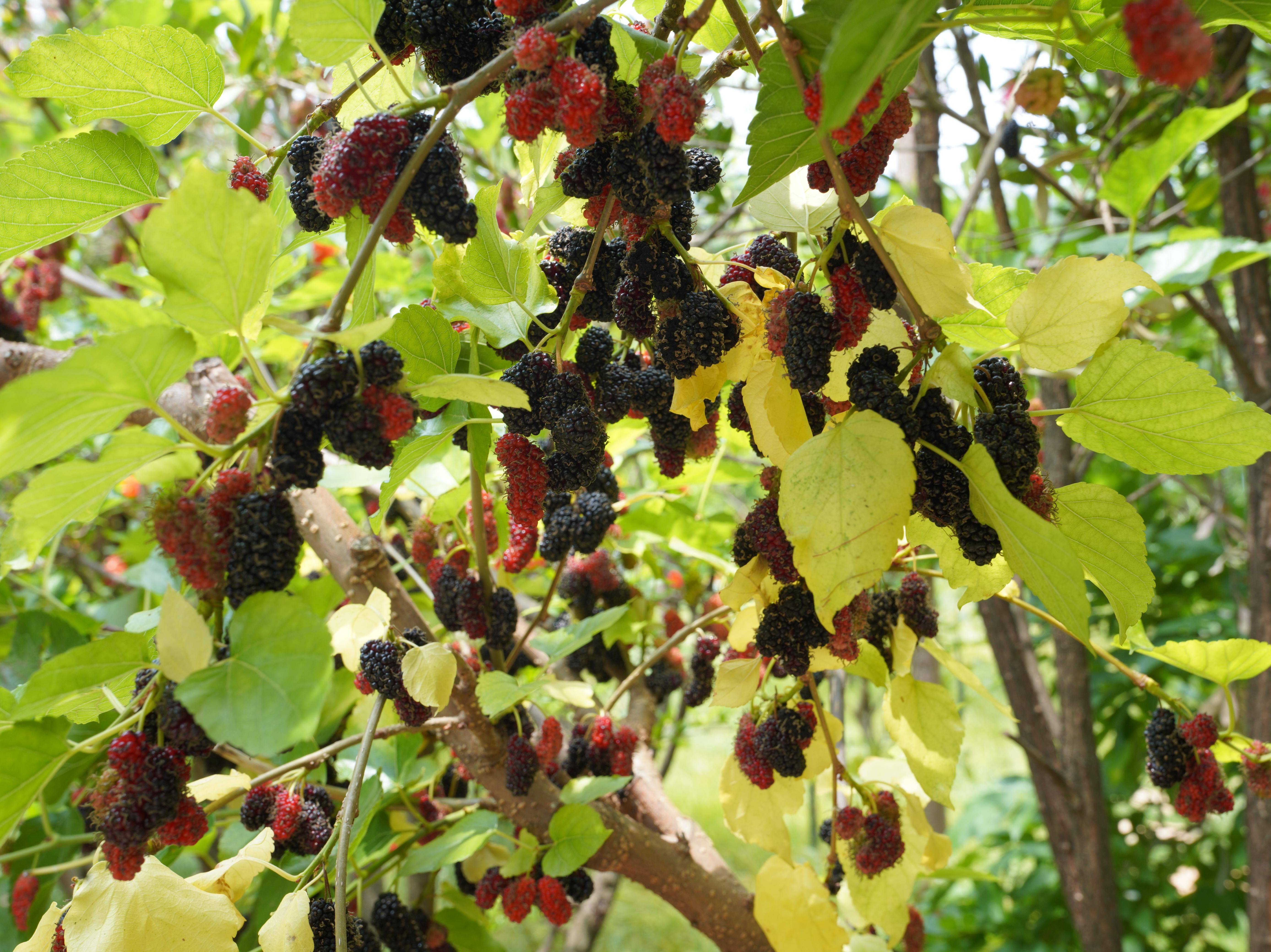 乡村搜索·昆明之"春"(41)| 七甸桑葚树莓熟了!树莓120—160元/公斤