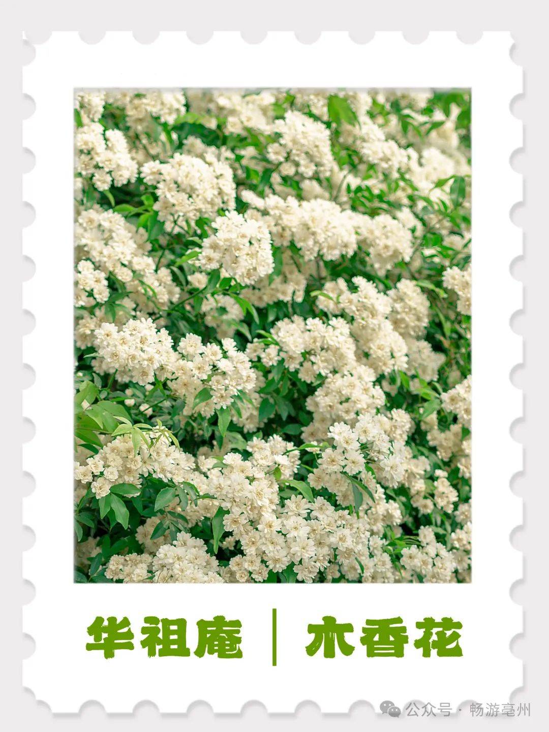 春游江淮 | 哇!华祖庵的木香花盛开,快来打卡啦