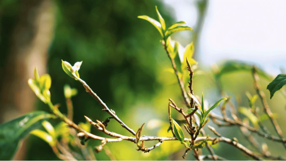 "星"技术赋能传统茶产业 有望"长"出新质生产力的"新芽"