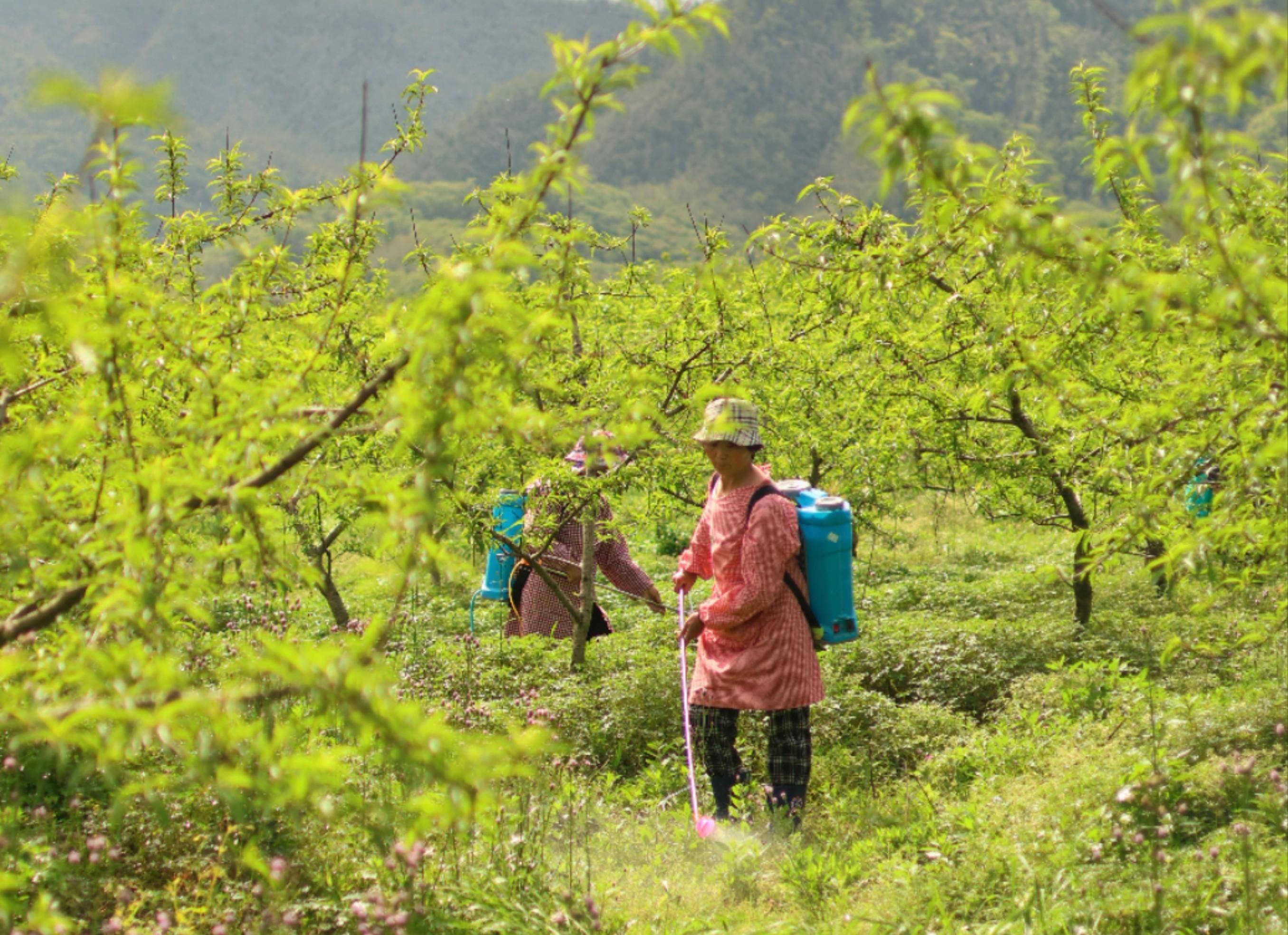 桃树枝叶茂密