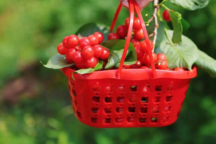 天府新区融媒体中心供图红妃樱桃.