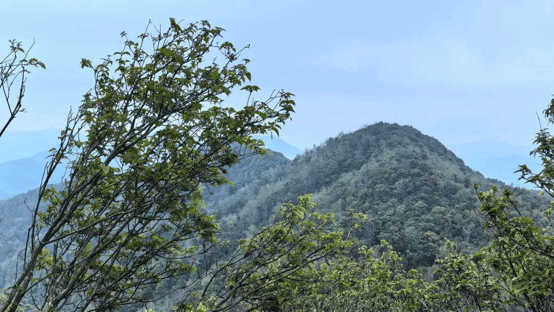 流传的一个说法:龙颈位置恰巧是宁海通往象山的一条铺满鹅卵石的山路