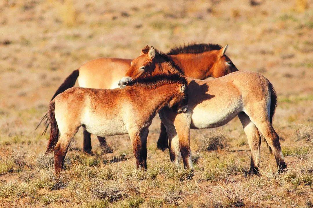 世界地球日 一组美图看石油人与动物和谐共生